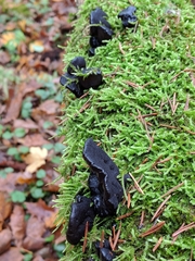 Exidia truncata image