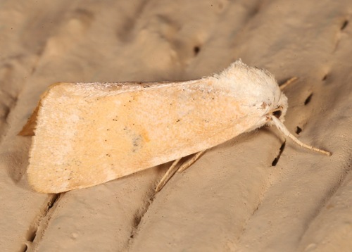 Trichocosmia inornata