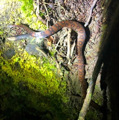 Atractus sanctaemartae
