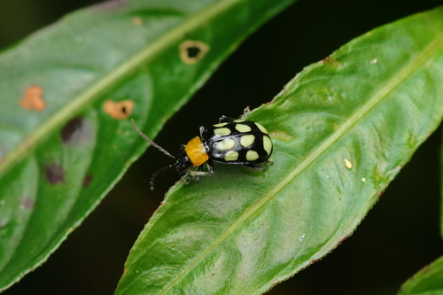 Paranapiacaba decemverrucata · iNaturalist