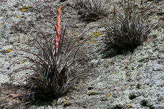 Tillandsia parryi