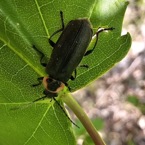 Neglected Soldier Beetle photo 5