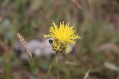 Centaurea orientalis