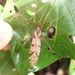 Austrolimnophila cyatheti - Photo (c) Lisa Bennett,  זכויות יוצרים חלקיות (CC BY), הועלה על ידי Lisa Bennett