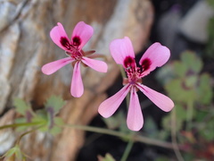 Pelargonium patulum