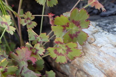 Pelargonium patulum
