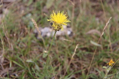 Centaurea orientalis