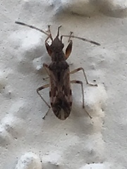 Neopamera albocincta