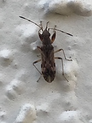 Neopamera albocincta