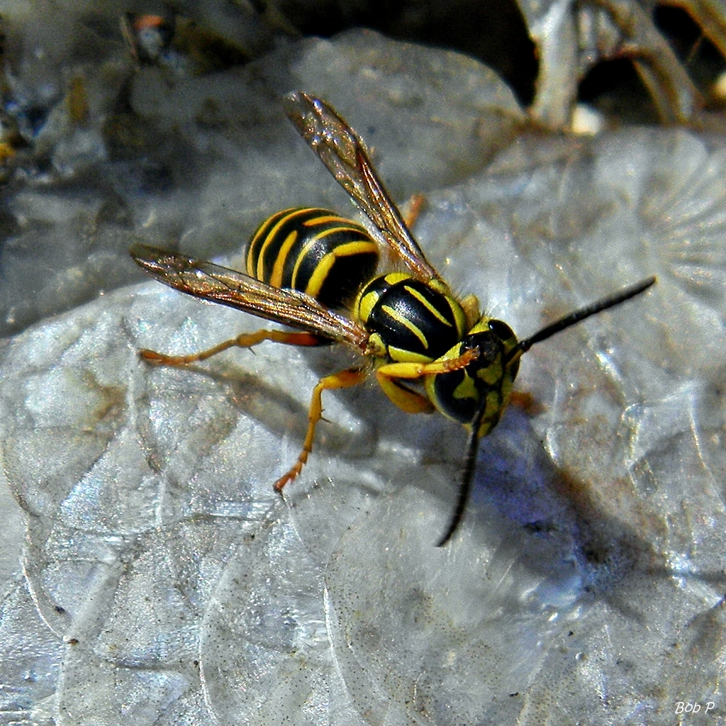 Yellowjackets (Ivvavik National Park) · iNaturalist