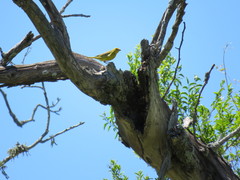 Sicalis flaveola