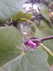 Cercis siliquastrum