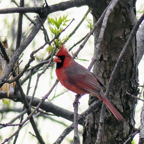 Northern Cardinal photographed in South Dakota