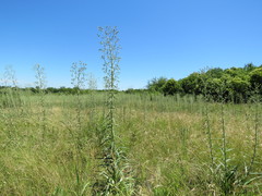 Eryngium