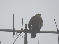 Parabuteo unicinctus