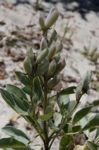 Image of Lupinus cumulicola by (c) James (Jim) Duggan, some rights reserved (CC BY-SA)