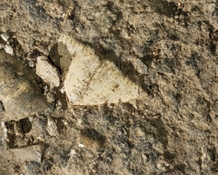 Lepidoptera