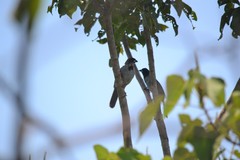 Schistochlamys melanopis