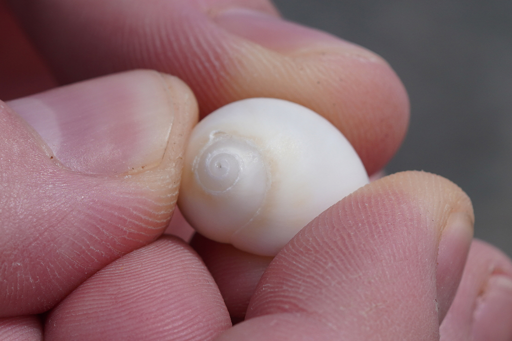 Milk Moon Snail from Port Royal Beach, Jamaica on March 24, 2023 at 01