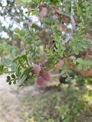 Bursera exequielii