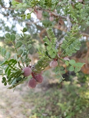 Bursera exequielii