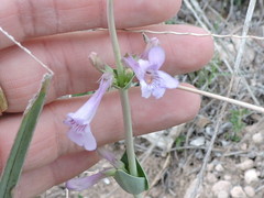 Penstemon fendleri