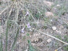 Penstemon fendleri