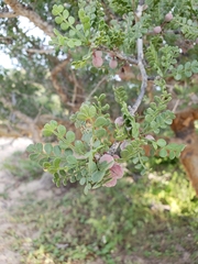Bursera exequielii