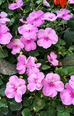 Impatiens walleriana