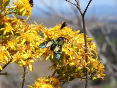 Chrysocale principalis