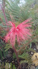 Calliandra hirsuta