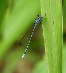 Argia elongata