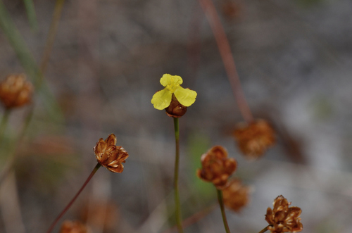 Image of Xyris brevifolia by (c) James (Jim) Duggan, some rights reserved (CC BY-SA)