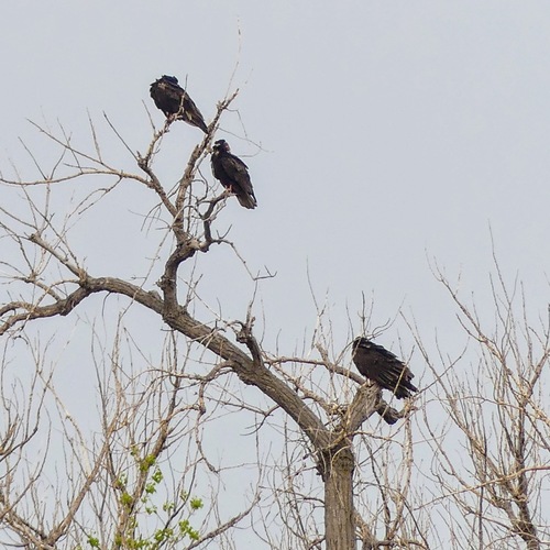 Turkey Vulture photographed in South Dakota