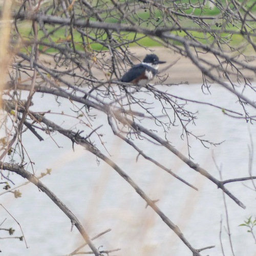 Belted Kingfisher photographed in South Dakota