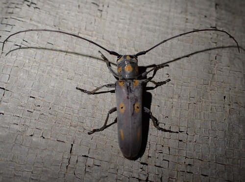 Prosopocera wahlbergi