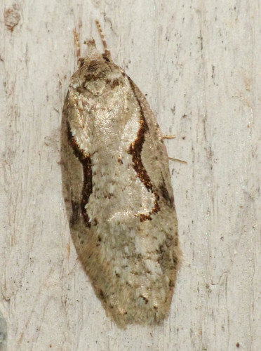Packard's Concealer Moth photo 4