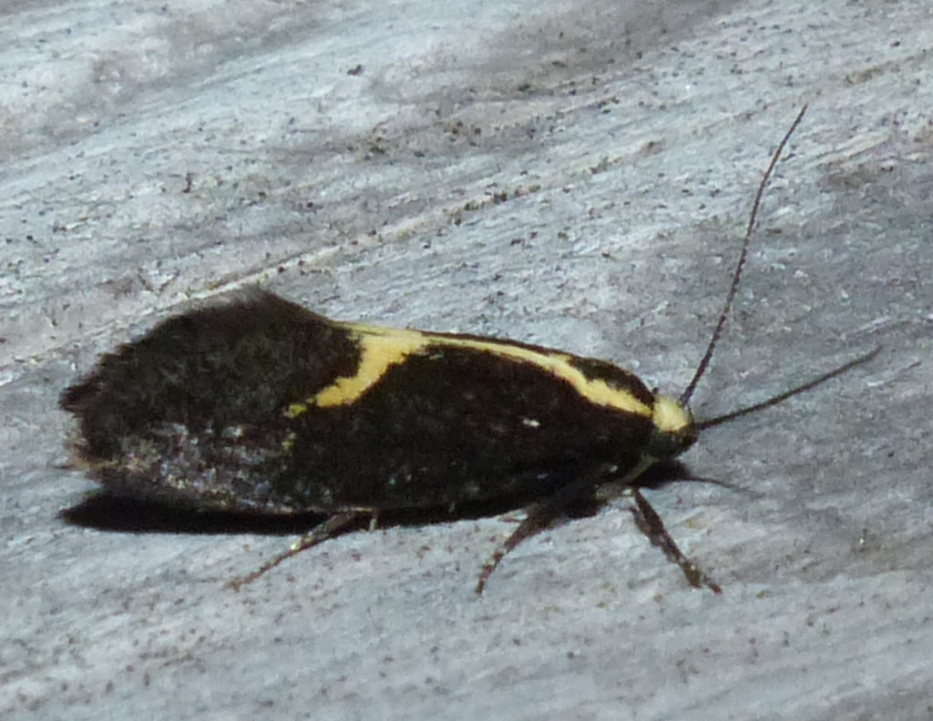 The Skunk Moth