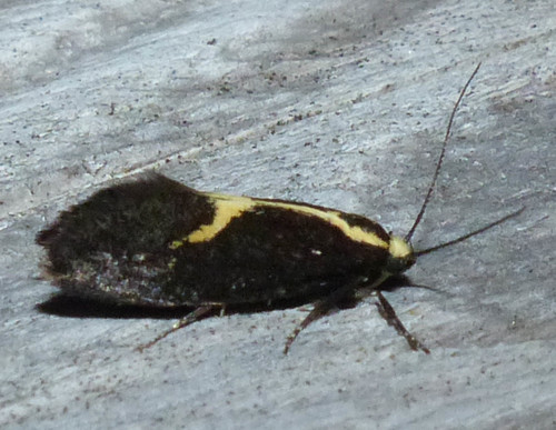 The Skunk Moth