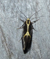Polix coloradella