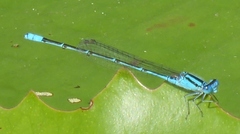 Pseudagrion australasiae