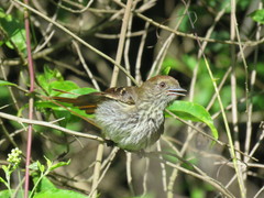 Knipolegus cyanirostris