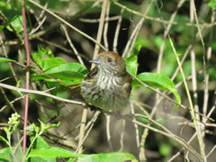 Knipolegus cyanirostris