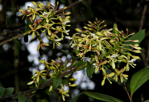 Epidendrum decurviflorum Schltr. 3