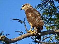 Buteo nitidus image