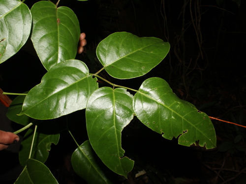 Bursera standleyana L.O.Williams & Cuatrec. 3