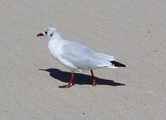 Chroicocephalus ridibundus