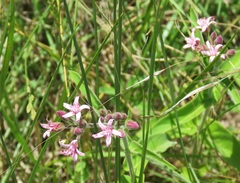 Oxypetalum solanoides