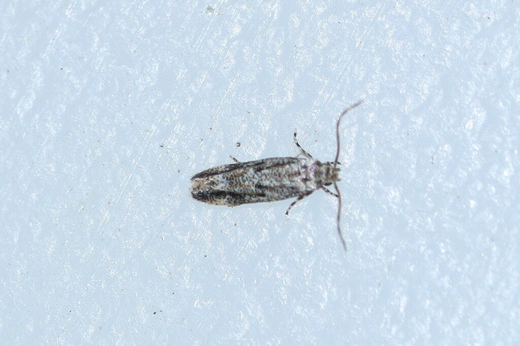 Jane's Ymeldia