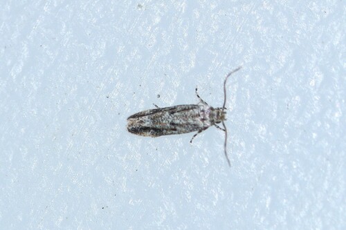 Jane's Ymeldia